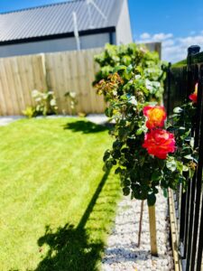 Standard rose planting with gravel edging and black fence
