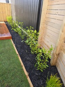 New lawn and planting beside a timber fence