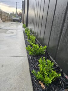 Shrub planting in a bark garden bed beside a concrete path